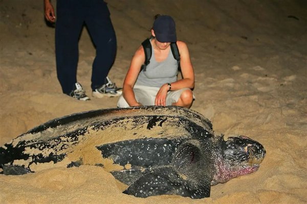 9人死亡78人住院 非洲人吃海龟集体中毒：知道中国人为啥不吃了吧